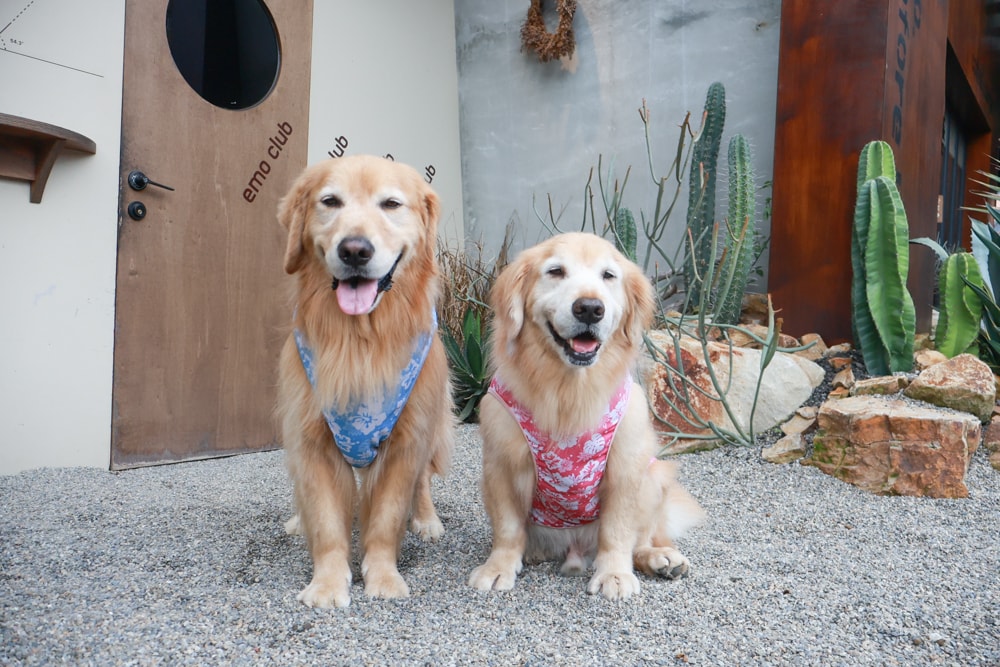 南投埔里｜桑心實驗室 emoLab。桑心合作社、山上山下集團、野奢露營風咖啡廳、寵物友善餐廳、南投桃米生態村