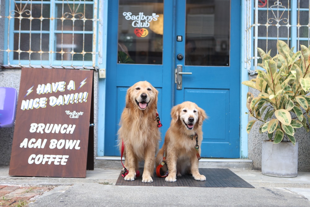 花蓮美崙美食|傷心男孩俱樂部。寵物友善餐廳、百年老宅澳式早午餐咖啡館、巴西莓果碗 - 第1張圖 花蓮美崙美食|傷心男孩俱樂部。寵物友善餐廳、百年老宅澳式早午餐咖啡館、巴西莓果碗