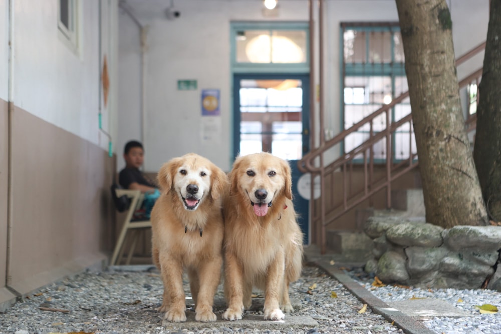 花蓮美崙美食|傷心男孩俱樂部。寵物友善餐廳、百年老宅澳式早午餐咖啡館、巴西莓果碗 - 第5張圖 花蓮美崙美食|傷心男孩俱樂部。寵物友善餐廳、百年老宅澳式早午餐咖啡館、巴西莓果碗
