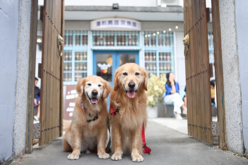 花蓮美崙美食|傷心男孩俱樂部。寵物友善餐廳、百年老宅澳式早午餐咖啡館、巴西莓果碗 - 第19張圖 花蓮美崙美食|傷心男孩俱樂部。寵物友善餐廳、百年老宅澳式早午餐咖啡館、巴西莓果碗