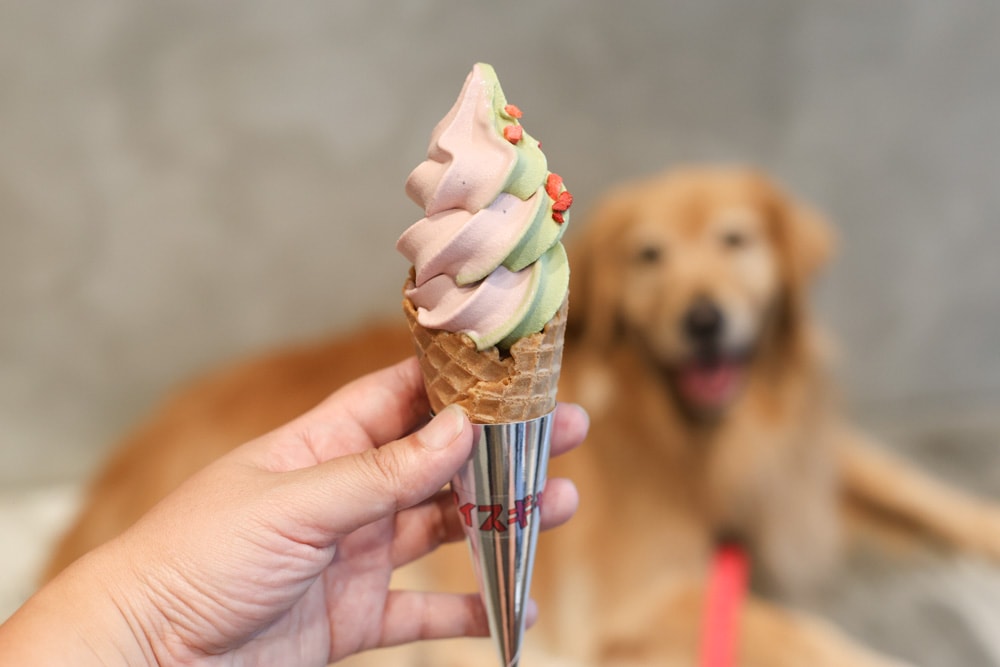 古亭美食｜Ice Gyaru 霜淇淋專門店、沖繩飯糰。日系原宿風、寵物友善餐廳、蔬食純素、燕麥奶