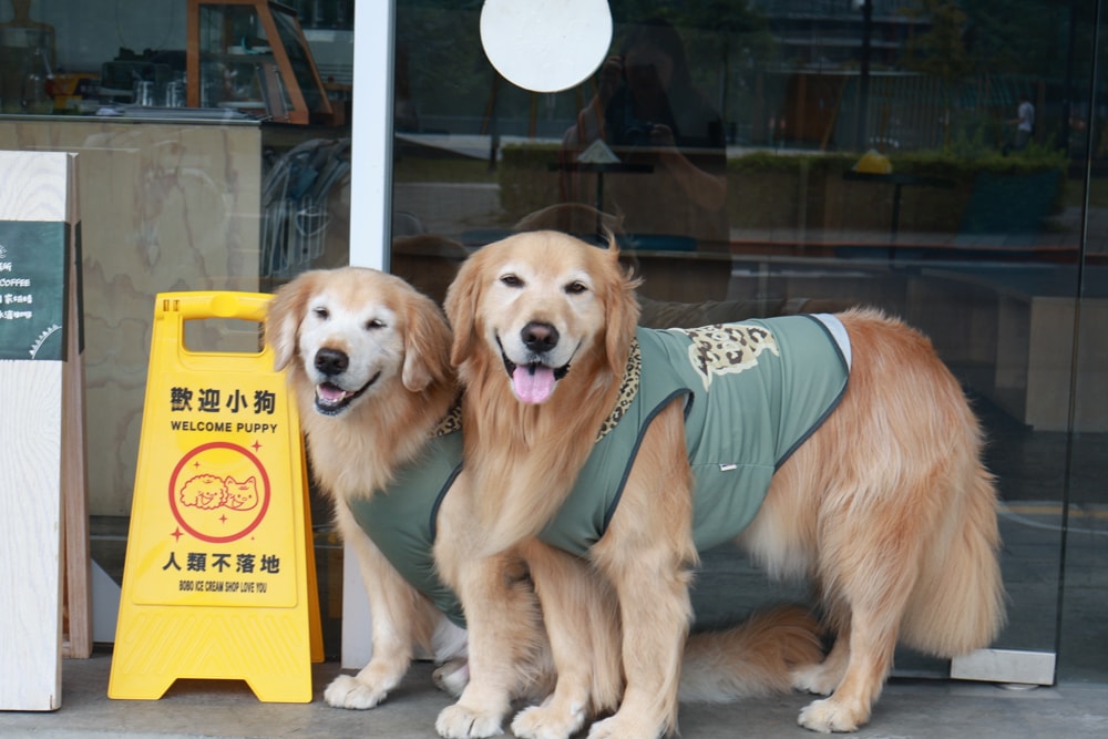 台北信義區美食｜生活域所A Living Labb。老屋複合式咖啡廳、澳式早午餐、寵物友善餐廳