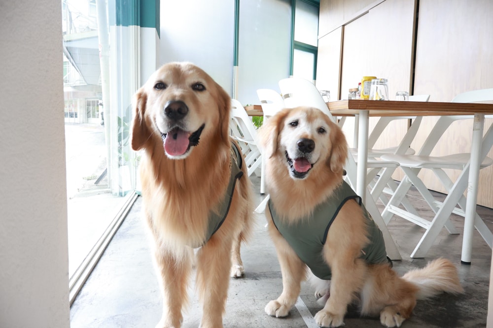 台北信義區美食｜生活域所A Living Labb。老屋複合式咖啡廳、澳式早午餐、寵物友善餐廳