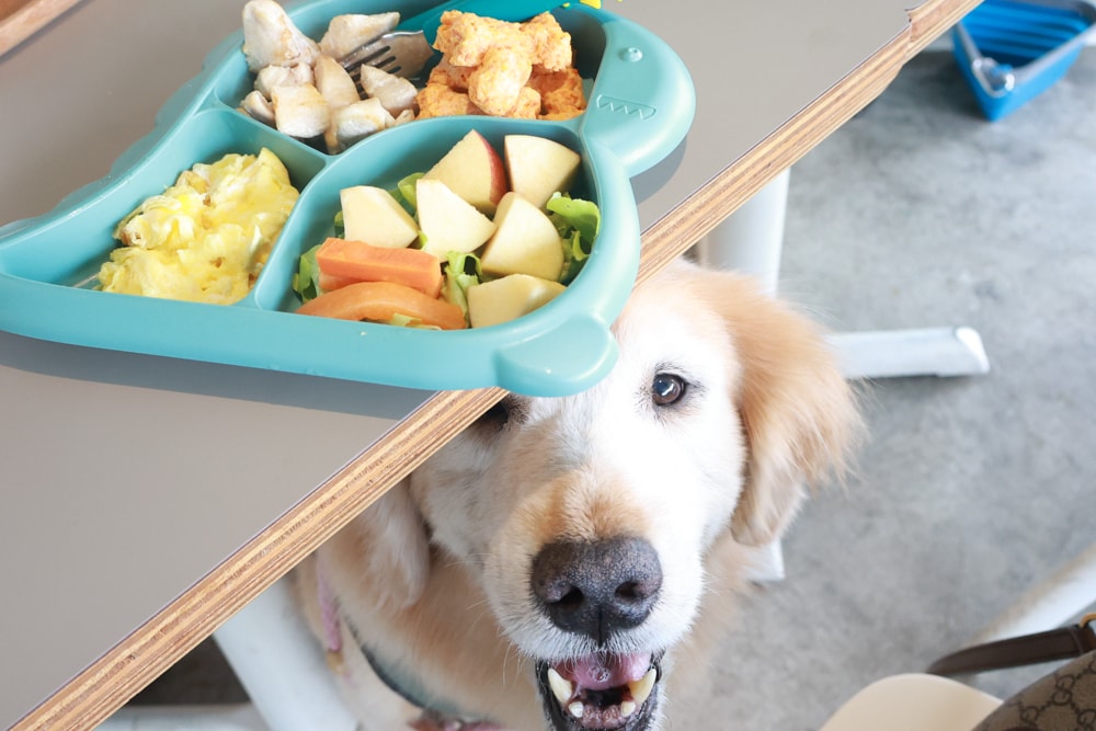 台北信義區美食｜生活域所A Living Labb。老屋複合式咖啡廳、澳式早午餐、寵物友善餐廳