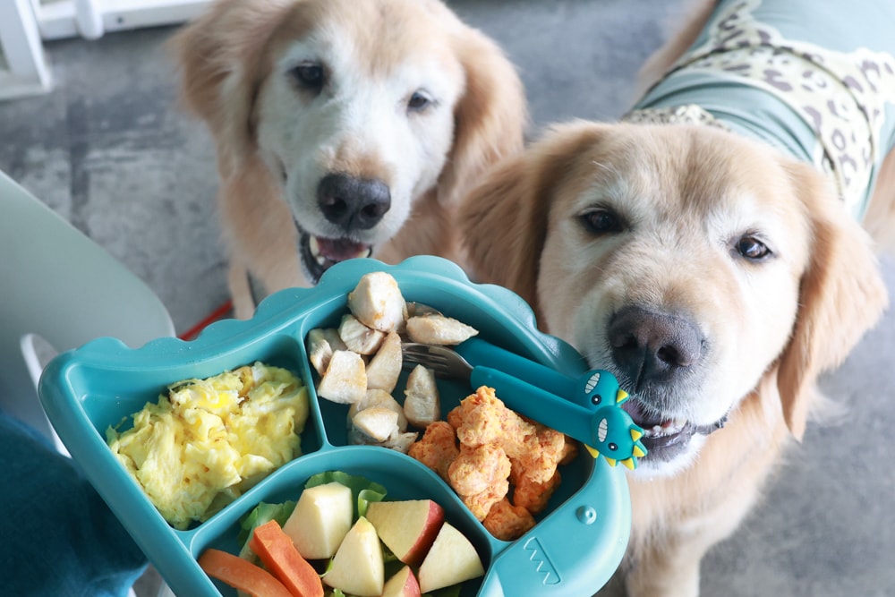 台北信義區美食｜生活域所A Living Labb。老屋複合式咖啡廳、澳式早午餐、寵物友善餐廳