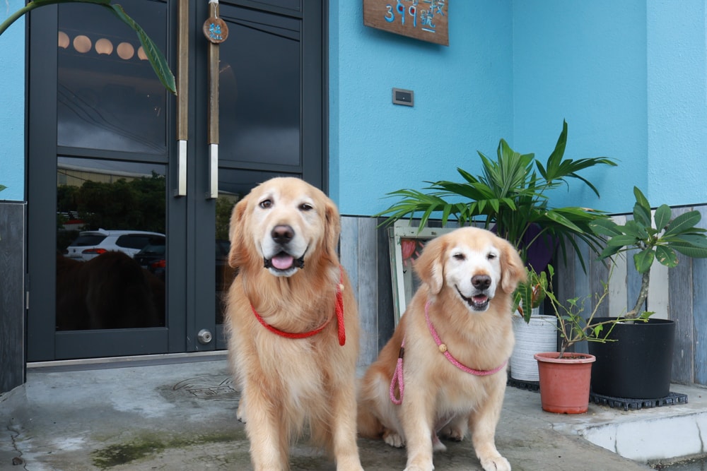 宜蘭冬山美食|和光找安。寵物友善餐廳、老宅創意西式料理、早午餐、精緻食材原始美味 - 第1張圖 宜蘭冬山美食|和光找安。寵物友善餐廳、老宅創意西式料理、早午餐、精緻食材原始美味