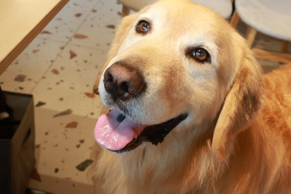 宜蘭冬山美食｜和光找安。寵物友善餐廳、老宅創意西式料理、早午餐、精緻食材原始美味