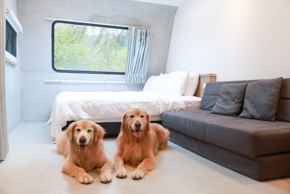 宜蘭冬山天ㄟ露營車|寵物友善露營車、宜蘭梅花湖景第一排、一泊三食、2023全新裝潢 - 第8張圖 宜蘭冬山天ㄟ露營車|寵物友善露營車、宜蘭梅花湖景第一排、一泊三食、2023全新裝潢