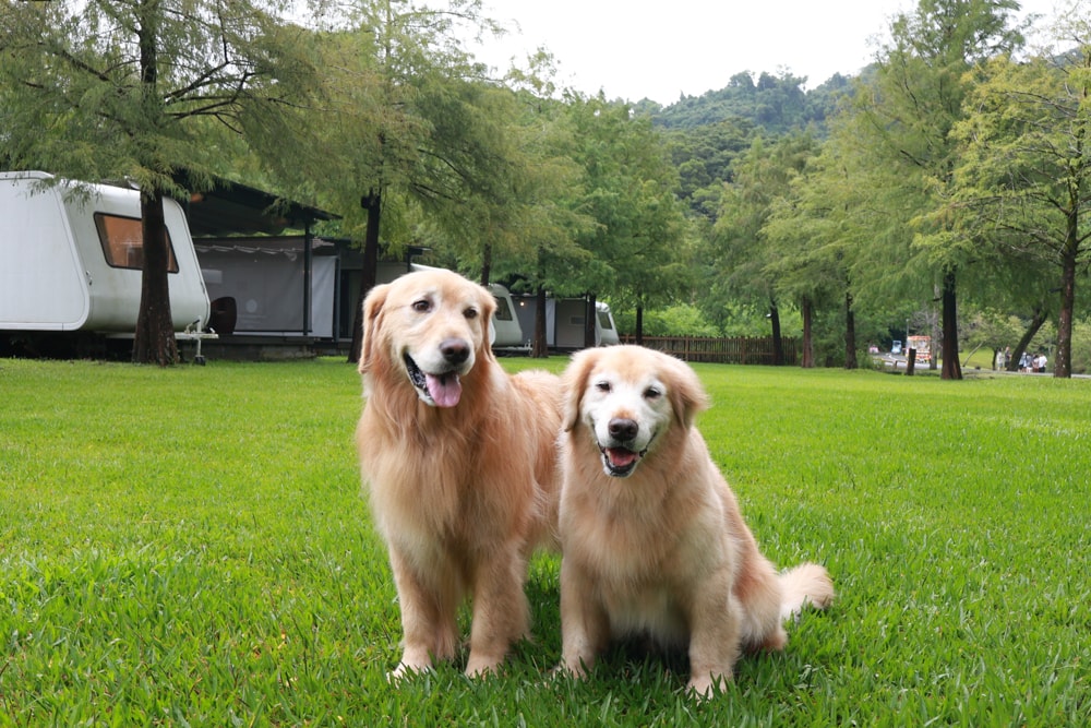 宜蘭冬山天ㄟ露營車|寵物友善露營車、宜蘭梅花湖景第一排、一泊三食、2023全新裝潢 - 第21張圖 宜蘭冬山天ㄟ露營車|寵物友善露營車、宜蘭梅花湖景第一排、一泊三食、2023全新裝潢