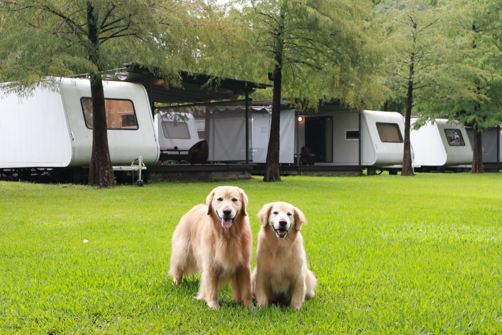 宜蘭冬山天ㄟ露營車|寵物友善露營車、宜蘭梅花湖景第一排、一泊三食、2023全新裝潢 - 第2張圖 宜蘭冬山天ㄟ露營車|寵物友善露營車、宜蘭梅花湖景第一排、一泊三食、2023全新裝潢