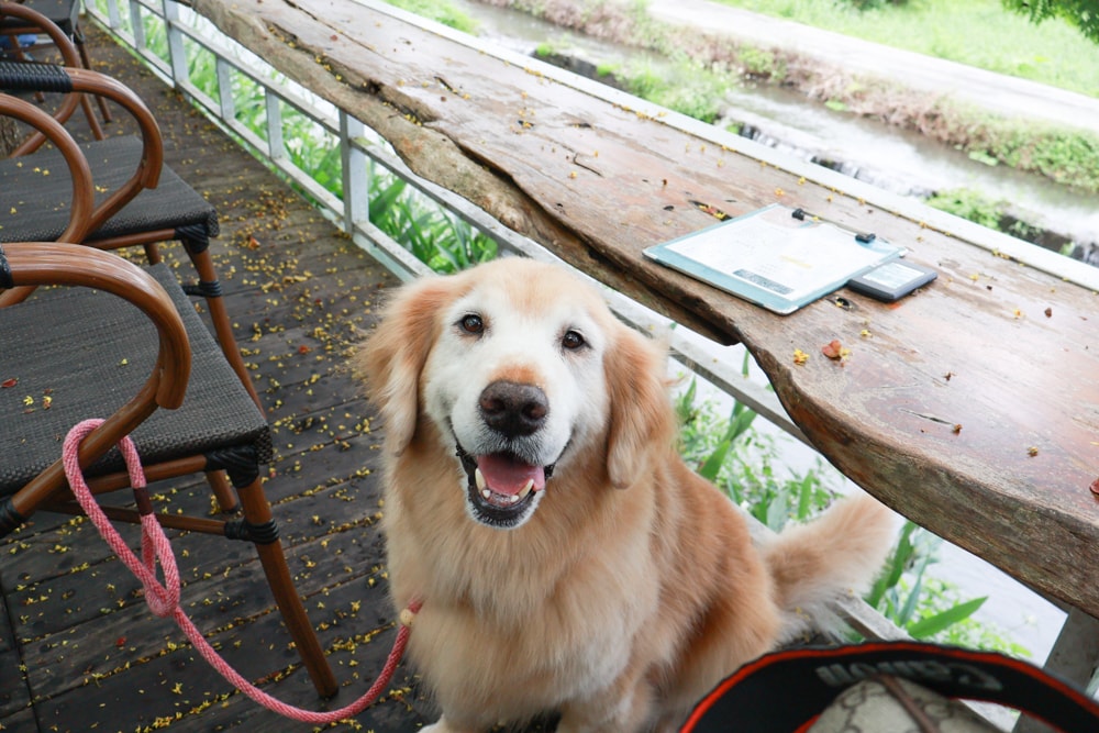 宜蘭員山｜北后寺・聽水咖啡。寵物友善餐廳、河圳潺潺流水第一排、溪畔禪意景觀咖啡廳