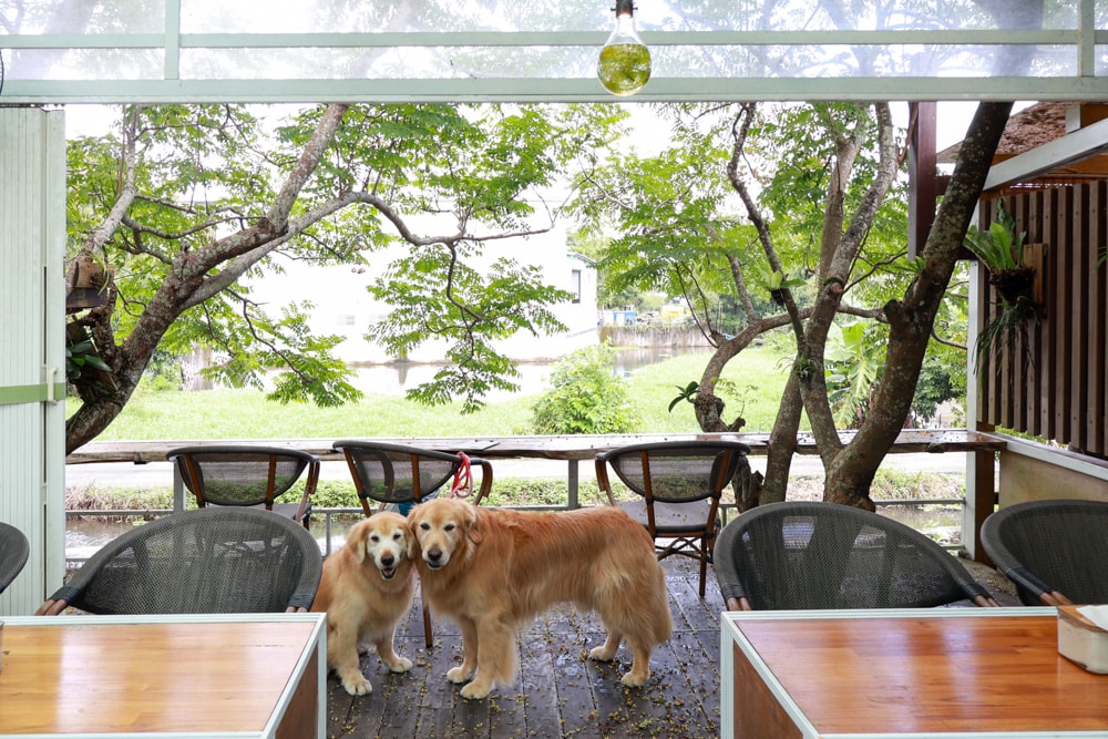 宜蘭員山｜北后寺・聽水咖啡。寵物友善餐廳、河圳潺潺流水第一排、溪畔禪意景觀咖啡廳