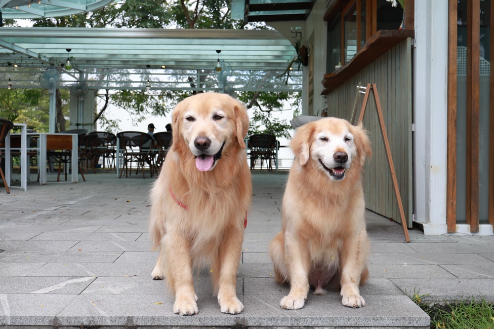 宜蘭員山｜北后寺・聽水咖啡。寵物友善餐廳、河圳潺潺流水第一排、溪畔禪意景觀咖啡廳