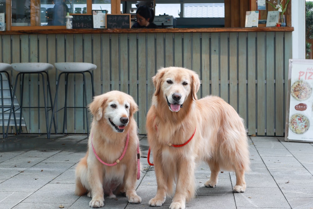 宜蘭員山｜北后寺・聽水咖啡。寵物友善餐廳、河圳潺潺流水第一排、溪畔禪意景觀咖啡廳