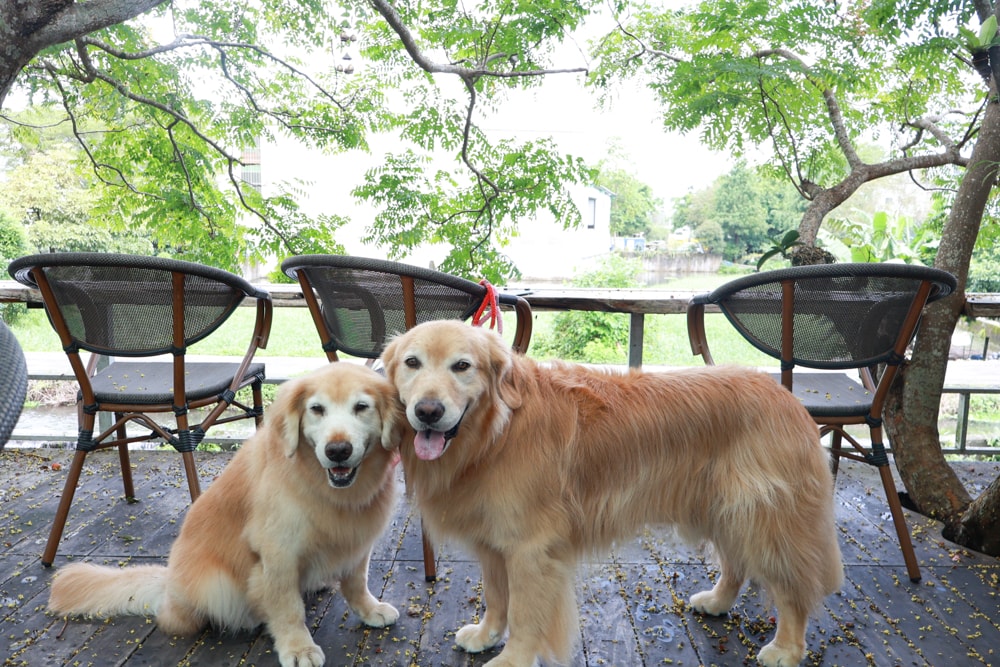 宜蘭員山｜北后寺・聽水咖啡。寵物友善餐廳、河圳潺潺流水第一排、溪畔禪意景觀咖啡廳