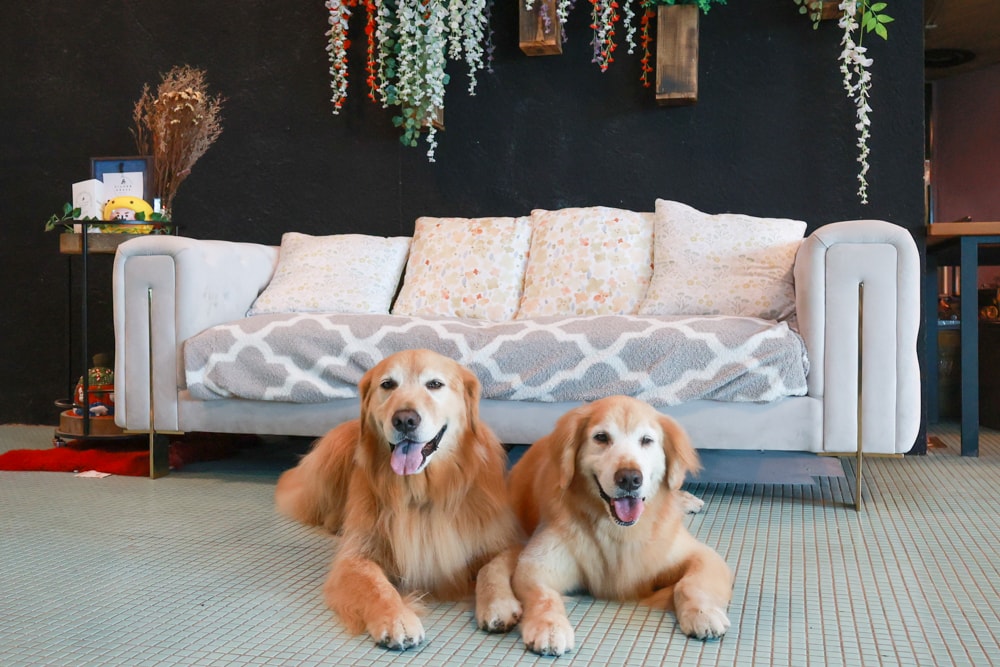 宜蘭壯圍美食｜芒草café 。芒草咖啡、寵物友善餐廳、網美咖啡廳、壯圍沙丘旅遊服務園區