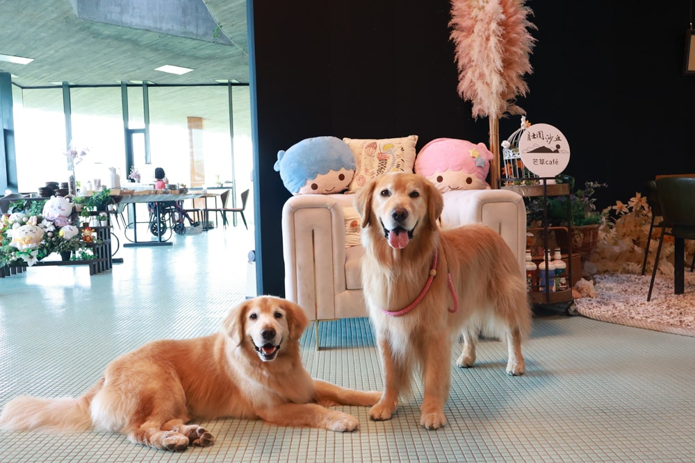 宜蘭壯圍美食｜芒草café 。芒草咖啡、寵物友善餐廳、網美咖啡廳、壯圍沙丘旅遊服務園區