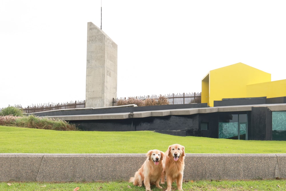宜蘭壯圍美食｜芒草café 。芒草咖啡、寵物友善餐廳、網美咖啡廳、壯圍沙丘旅遊服務園區