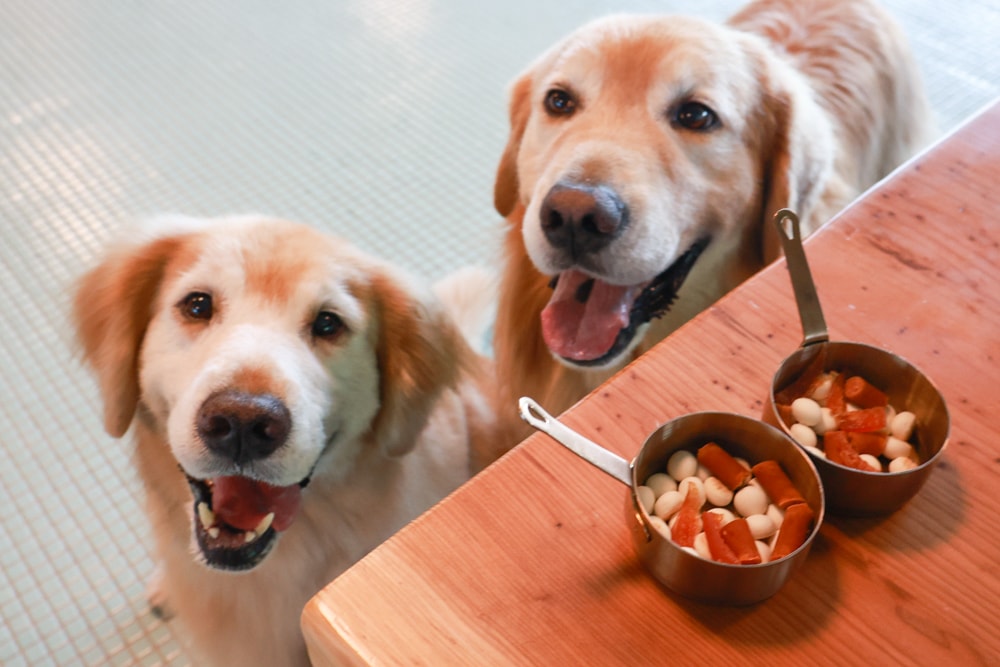 宜蘭壯圍美食｜芒草café 。芒草咖啡、寵物友善餐廳、網美咖啡廳、壯圍沙丘旅遊服務園區
