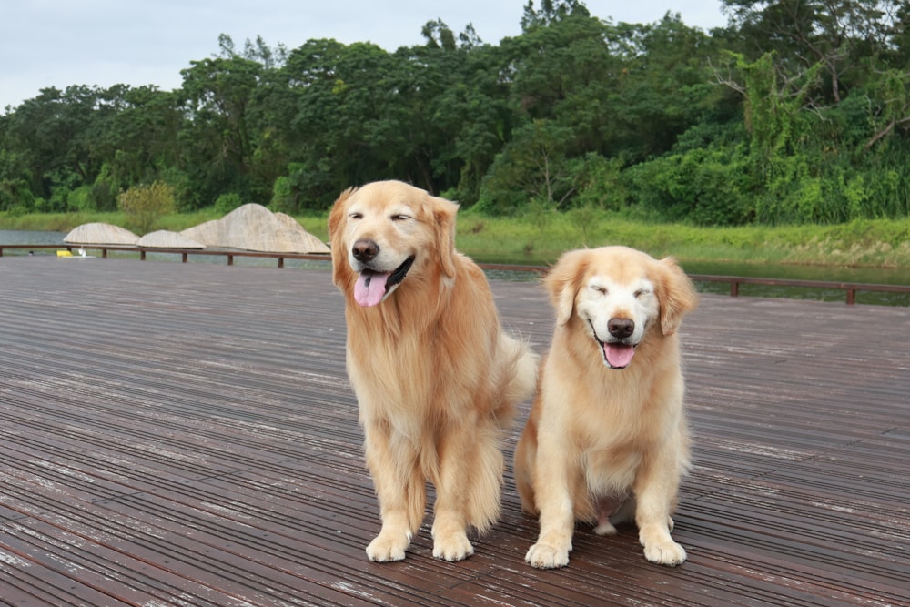 宜蘭壯圍美食｜芒草café 。芒草咖啡、寵物友善餐廳、網美咖啡廳、壯圍沙丘旅遊服務園區