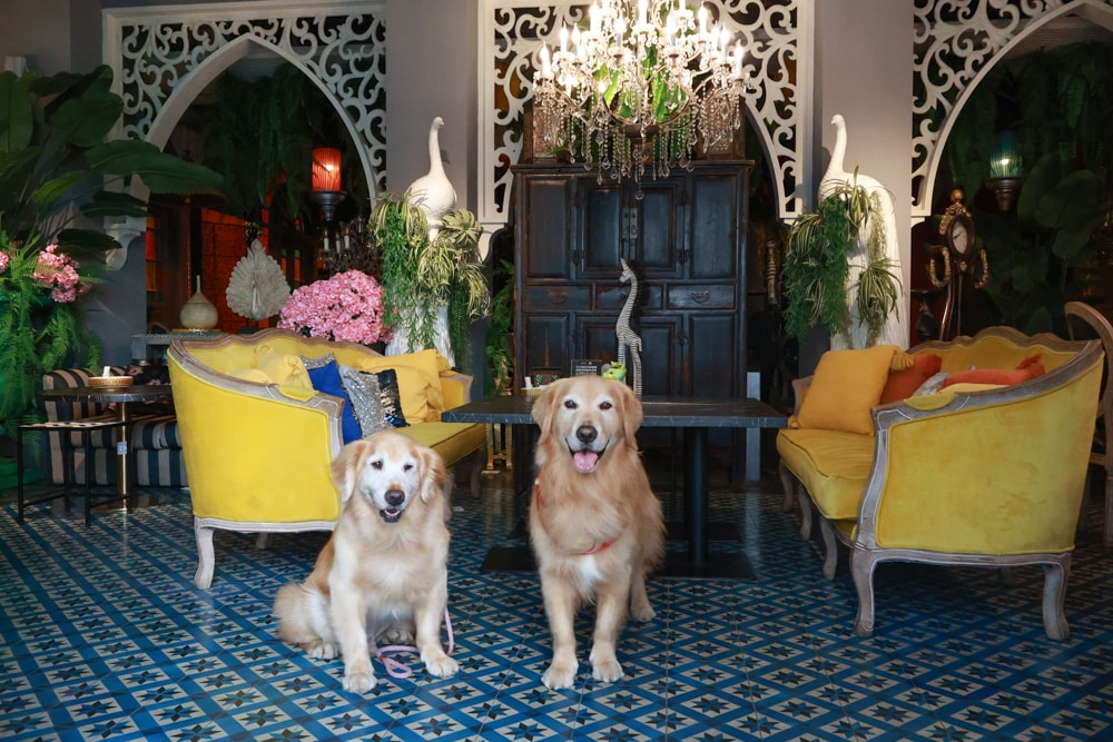 嘉義。Thai woo泰悟餐酒館|寵物友善餐廳、泰式森林系餐廳、來自泰國清邁的美味泰式料理、火山排骨 - 第6張圖 嘉義。Thai woo泰悟餐酒館|寵物友善餐廳、泰式森林系餐廳、來自泰國清邁的美味泰式料理、火山排骨