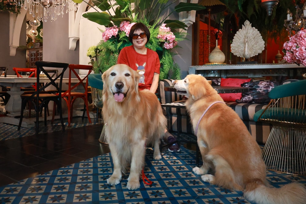 嘉義。Thai woo泰悟餐酒館|寵物友善餐廳、泰式森林系餐廳、來自泰國清邁的美味泰式料理、火山排骨 - 第8張圖 嘉義。Thai woo泰悟餐酒館|寵物友善餐廳、泰式森林系餐廳、來自泰國清邁的美味泰式料理、火山排骨