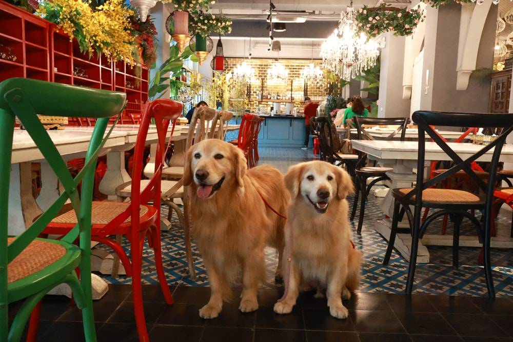 嘉義。Thai woo泰悟餐酒館|寵物友善餐廳、泰式森林系餐廳、來自泰國清邁的美味泰式料理、火山排骨 - 第10張圖 嘉義。Thai woo泰悟餐酒館|寵物友善餐廳、泰式森林系餐廳、來自泰國清邁的美味泰式料理、火山排骨