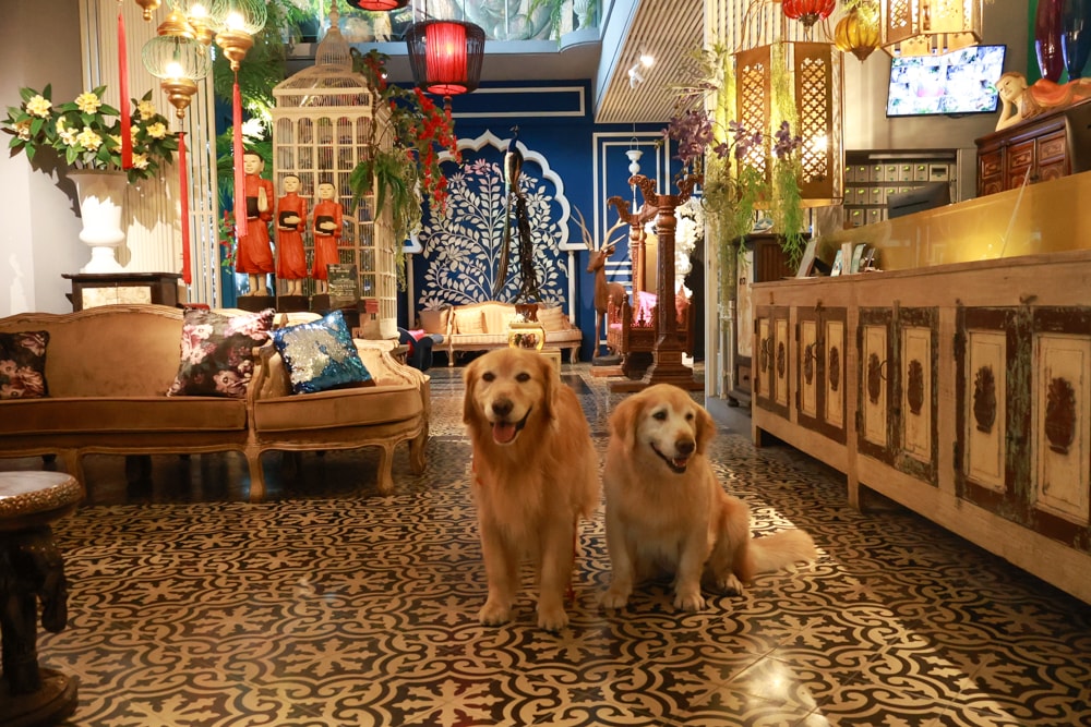 嘉義。安娜與國王酒店Anna King Hotel|全台唯一泰式風格酒店、寵物友善飯店、嘉義東門圓環、東門市場附近 - 第5張圖 嘉義。安娜與國王酒店Anna King Hotel|全台唯一泰式風格酒店、寵物友善飯店、嘉義東門圓環、東門市場附近