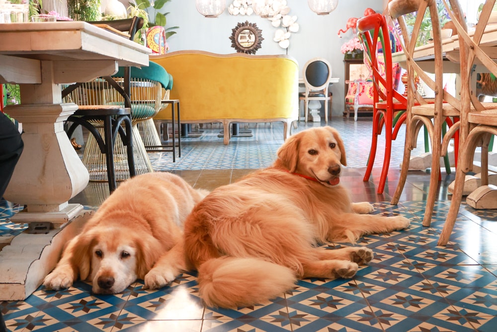 嘉義。Thai woo泰悟餐酒館|寵物友善餐廳、泰式森林系餐廳、來自泰國清邁的美味泰式料理、火山排骨 - 第11張圖 嘉義。Thai woo泰悟餐酒館|寵物友善餐廳、泰式森林系餐廳、來自泰國清邁的美味泰式料理、火山排骨