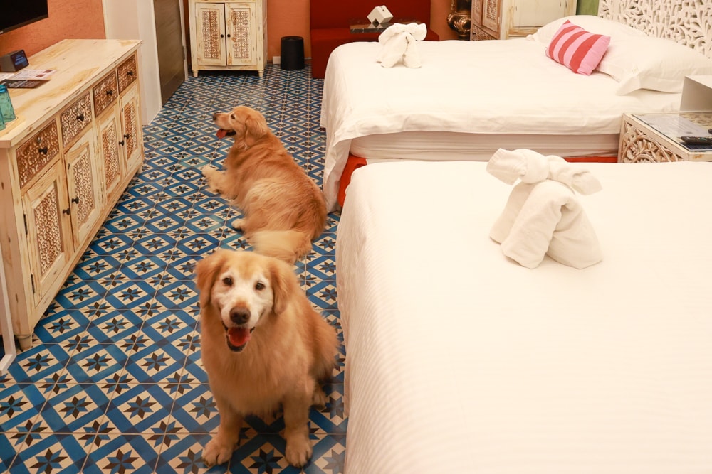 嘉義。安娜與國王酒店Anna King Hotel|全台唯一泰式風格酒店、寵物友善飯店、嘉義東門圓環、東門市場附近 - 第72張圖 嘉義。安娜與國王酒店Anna King Hotel|全台唯一泰式風格酒店、寵物友善飯店、嘉義東門圓環、東門市場附近