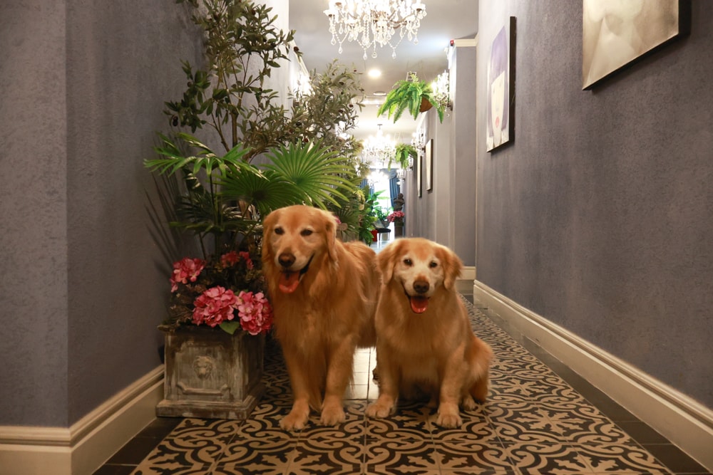 嘉義。安娜與國王酒店Anna King Hotel|全台唯一泰式風格酒店、寵物友善飯店、嘉義東門圓環、東門市場附近 - 第26張圖 嘉義。安娜與國王酒店Anna King Hotel|全台唯一泰式風格酒店、寵物友善飯店、嘉義東門圓環、東門市場附近