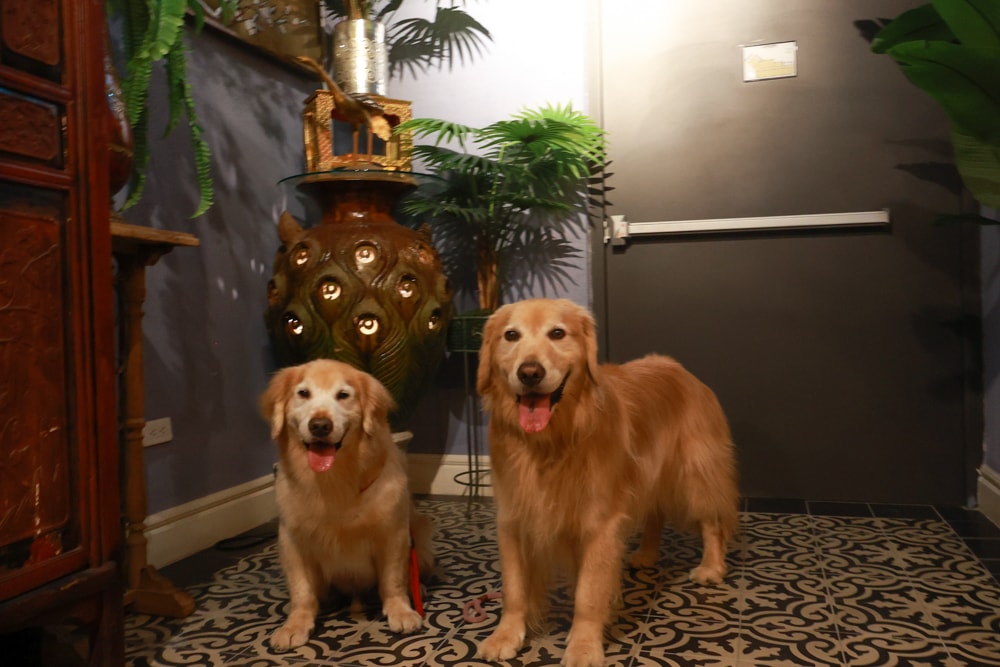 嘉義。安娜與國王酒店Anna King Hotel|全台唯一泰式風格酒店、寵物友善飯店、嘉義東門圓環、東門市場附近 - 第22張圖 嘉義。安娜與國王酒店Anna King Hotel|全台唯一泰式風格酒店、寵物友善飯店、嘉義東門圓環、東門市場附近