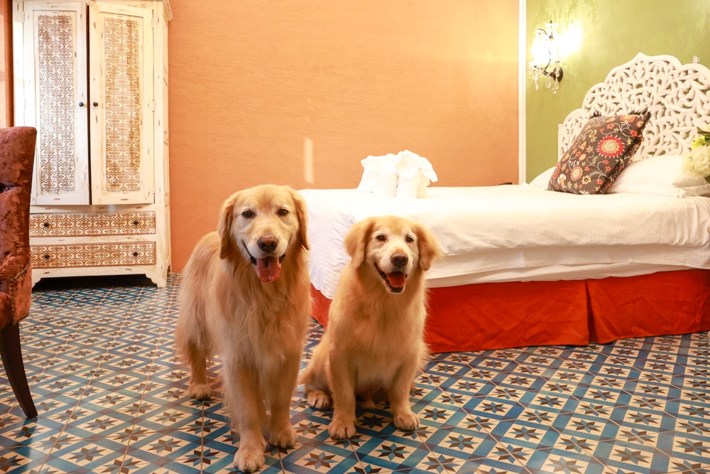 嘉義。安娜與國王酒店Anna King Hotel|全台唯一泰式風格酒店、寵物友善飯店、嘉義東門圓環、東門市場附近 - 第27張圖 嘉義。安娜與國王酒店Anna King Hotel|全台唯一泰式風格酒店、寵物友善飯店、嘉義東門圓環、東門市場附近