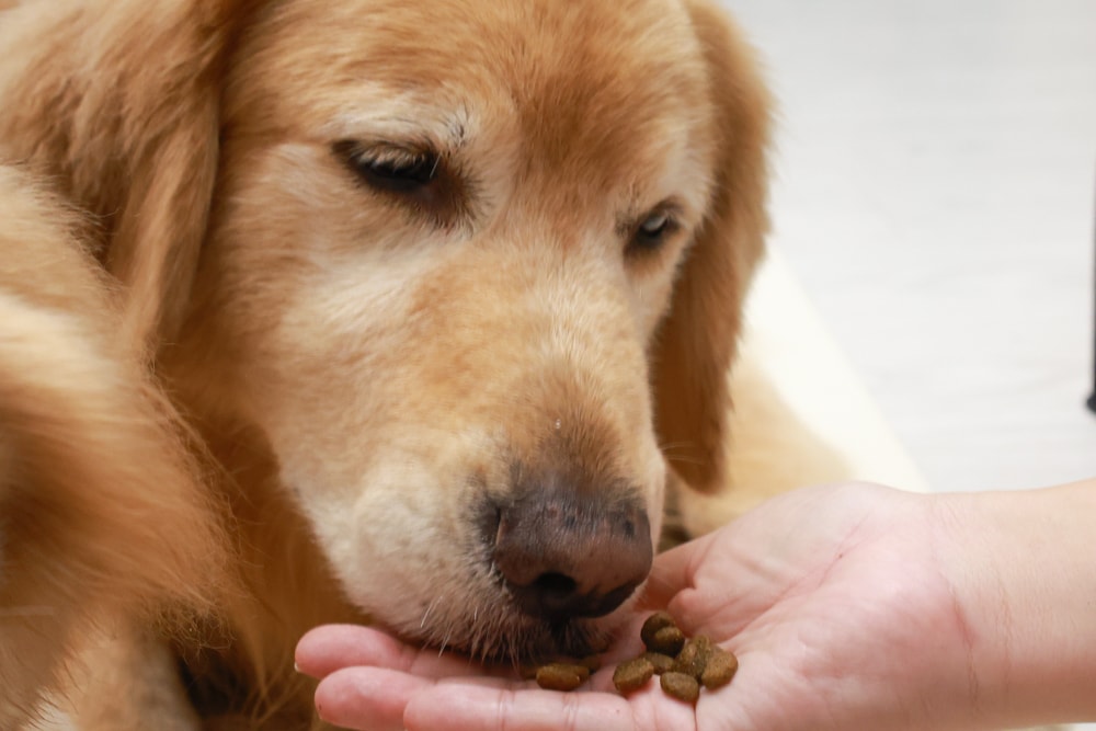 NURTURE PRO 天然密碼全齡犬糧|獨特腸道健康配方、適合腸胃需要特別呵護的狗狗、犬糧、狗飼料、狗糧、美國進口 - 第9張圖 NURTURE PRO 天然密碼全齡犬糧|獨特腸道健康配方、適合腸胃需要特別呵護的狗狗、犬糧、狗飼料、狗糧、美國進口