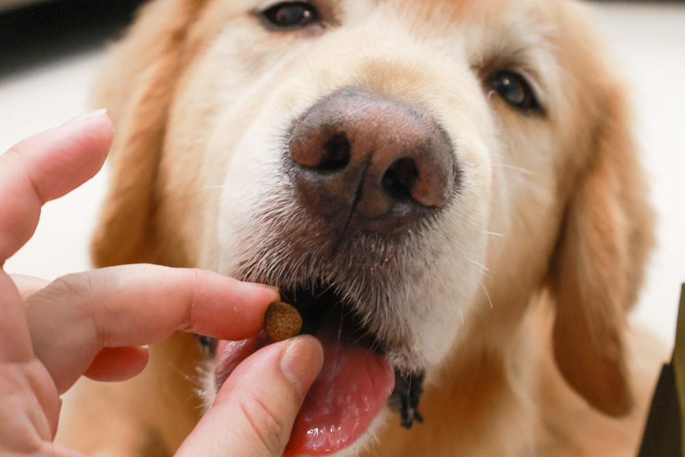 NURTURE PRO 天然密碼全齡犬糧|獨特腸道健康配方、適合腸胃需要特別呵護的狗狗、犬糧、狗飼料、狗糧、美國進口 - 第12張圖 NURTURE PRO 天然密碼全齡犬糧|獨特腸道健康配方、適合腸胃需要特別呵護的狗狗、犬糧、狗飼料、狗糧、美國進口