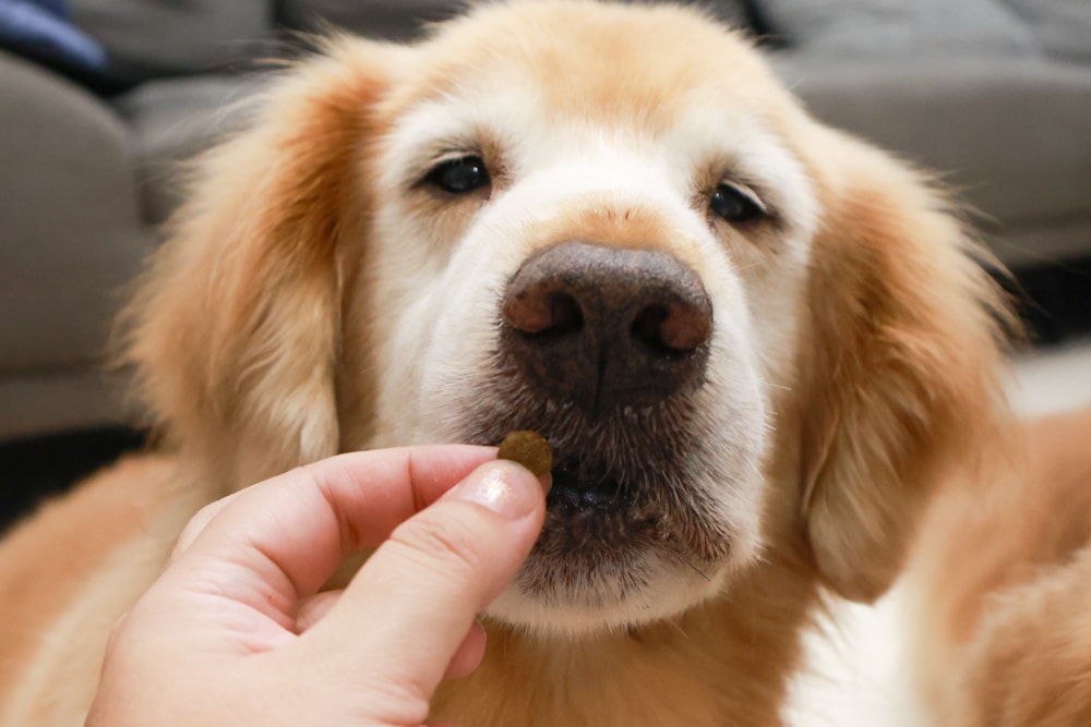 NURTURE PRO 天然密碼全齡犬糧｜獨特腸道健康配方、適合腸胃需要特別呵護的狗狗、犬糧、狗飼料、狗糧、美國進口