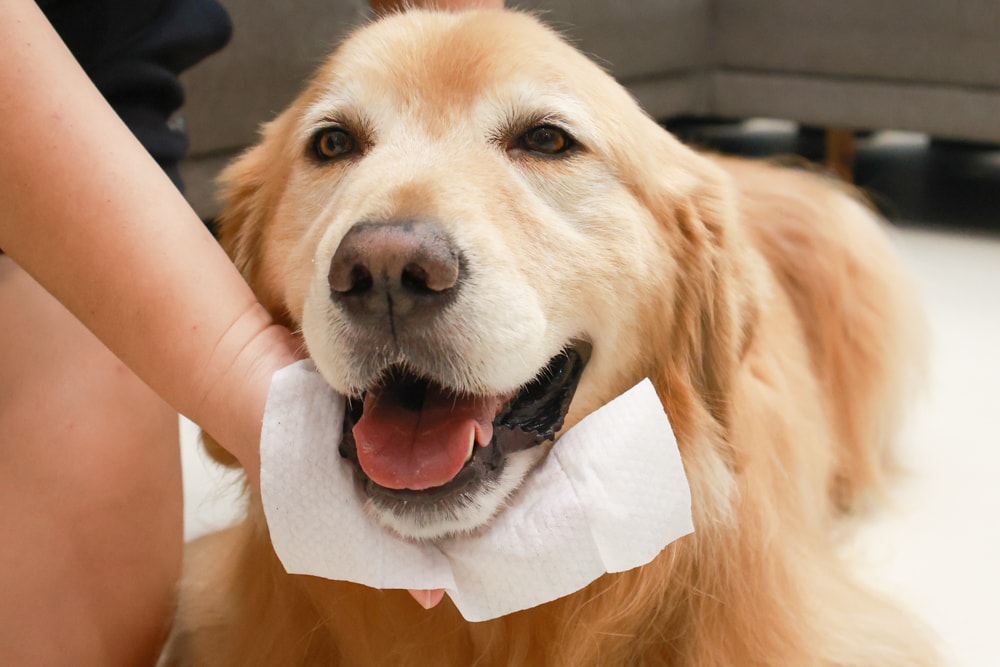 NURTURE PRO 天然密碼全齡犬糧|獨特腸道健康配方、適合腸胃需要特別呵護的狗狗、犬糧、狗飼料、狗糧、美國進口 - 第25張圖 NURTURE PRO 天然密碼全齡犬糧|獨特腸道健康配方、適合腸胃需要特別呵護的狗狗、犬糧、狗飼料、狗糧、美國進口