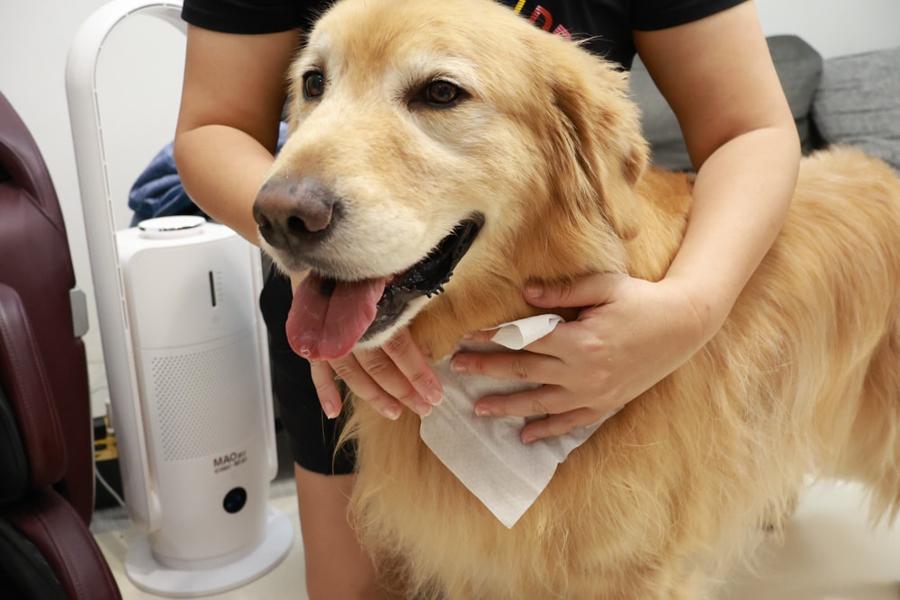 NURTURE PRO 天然密碼全齡犬糧|獨特腸道健康配方、適合腸胃需要特別呵護的狗狗、犬糧、狗飼料、狗糧、美國進口 - 第27張圖 NURTURE PRO 天然密碼全齡犬糧|獨特腸道健康配方、適合腸胃需要特別呵護的狗狗、犬糧、狗飼料、狗糧、美國進口