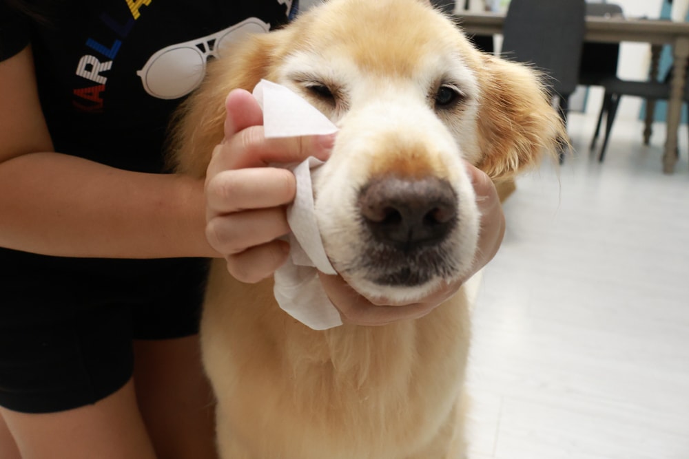 NURTURE PRO 天然密碼全齡犬糧|獨特腸道健康配方、適合腸胃需要特別呵護的狗狗、犬糧、狗飼料、狗糧、美國進口 - 第28張圖 NURTURE PRO 天然密碼全齡犬糧|獨特腸道健康配方、適合腸胃需要特別呵護的狗狗、犬糧、狗飼料、狗糧、美國進口