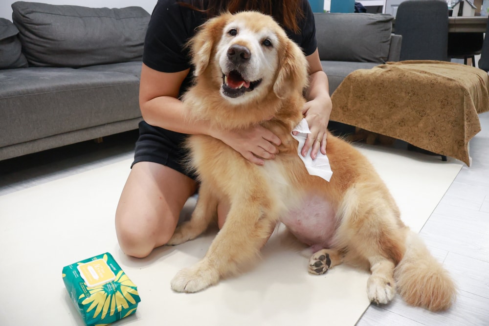 NURTURE PRO 天然密碼全齡犬糧|獨特腸道健康配方、適合腸胃需要特別呵護的狗狗、犬糧、狗飼料、狗糧、美國進口 - 第29張圖 NURTURE PRO 天然密碼全齡犬糧|獨特腸道健康配方、適合腸胃需要特別呵護的狗狗、犬糧、狗飼料、狗糧、美國進口