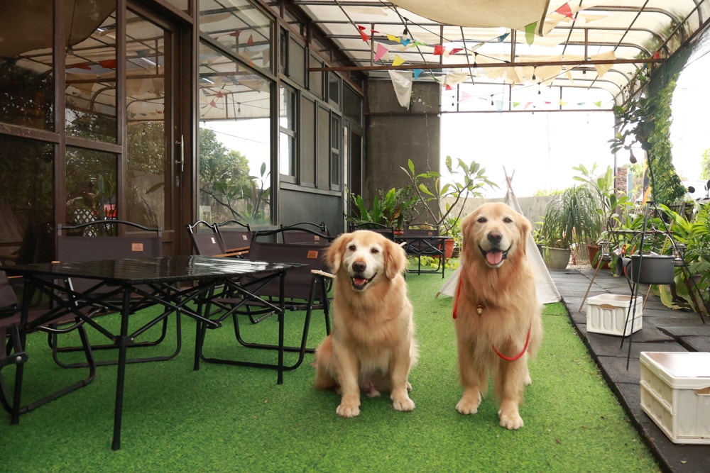 桃園大園美食|季風沙丘 – 老。樣子三店 。寵物友善餐廳、老宅工業風咖啡廳、草漯沙丘地質公園旁 - 第7張圖 桃園大園美食|季風沙丘 – 老。樣子三店 。寵物友善餐廳、老宅工業風咖啡廳、草漯沙丘地質公園旁