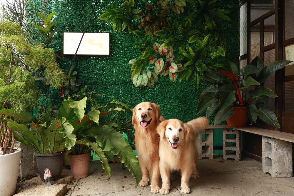 桃園大園美食|季風沙丘 – 老。樣子三店 。寵物友善餐廳、老宅工業風咖啡廳、草漯沙丘地質公園旁 - 第30張圖 桃園大園美食|季風沙丘 – 老。樣子三店 。寵物友善餐廳、老宅工業風咖啡廳、草漯沙丘地質公園旁