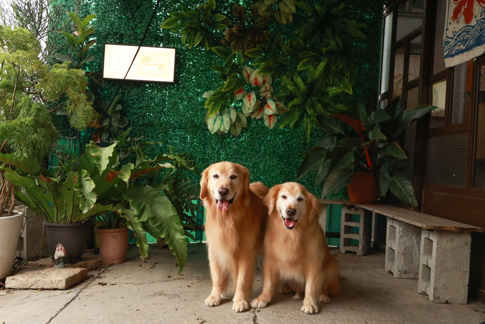 桃園大園美食|季風沙丘 – 老。樣子三店 。寵物友善餐廳、老宅工業風咖啡廳、草漯沙丘地質公園旁 - 第1張圖 桃園大園美食|季風沙丘 – 老。樣子三店 。寵物友善餐廳、老宅工業風咖啡廳、草漯沙丘地質公園旁