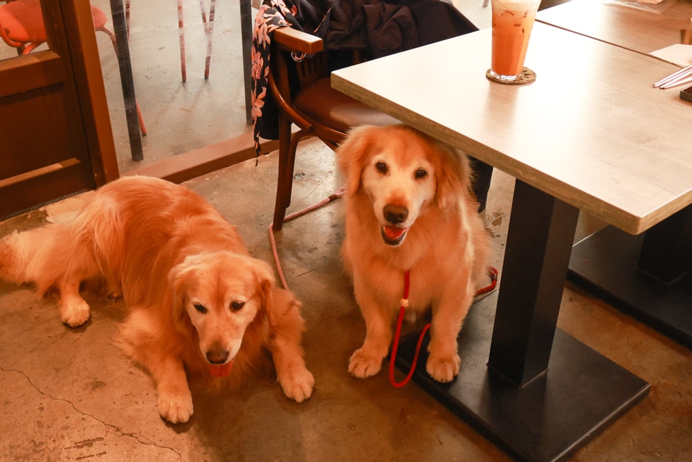 桃園大園美食|季風沙丘 – 老。樣子三店 。寵物友善餐廳、老宅工業風咖啡廳、草漯沙丘地質公園旁 - 第21張圖 桃園大園美食|季風沙丘 – 老。樣子三店 。寵物友善餐廳、老宅工業風咖啡廳、草漯沙丘地質公園旁