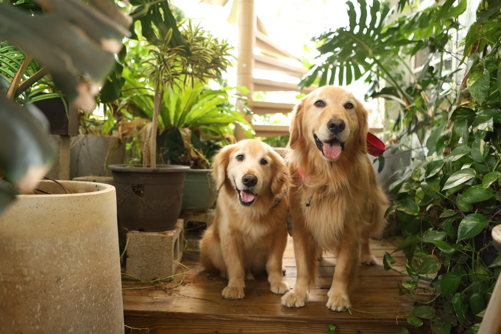 嘉義美食｜廢溫室Greenhouse Café。寵物友善餐廳、充滿綠意植栽的百年老宅餐廳、森林系咖啡廳