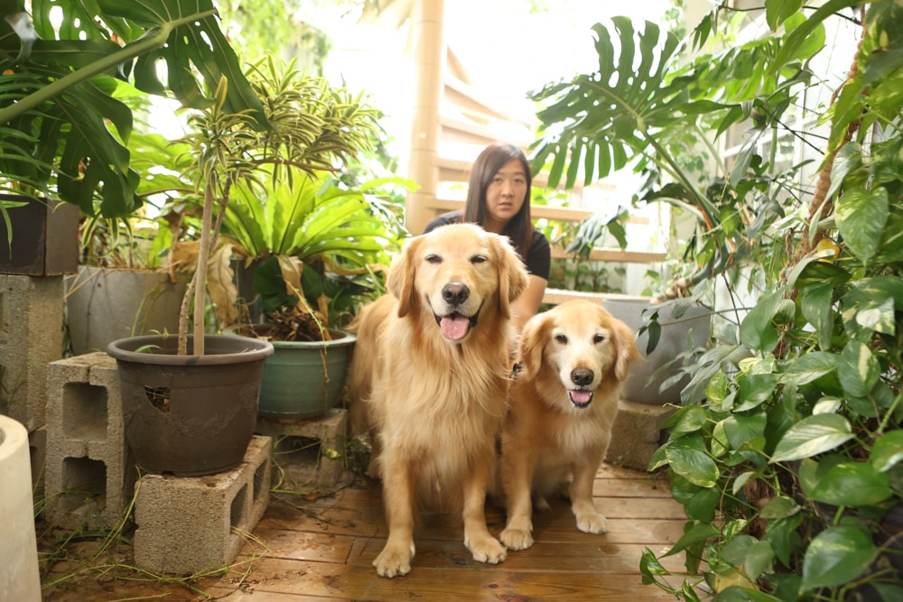 嘉義美食｜廢溫室Greenhouse Café。寵物友善餐廳、充滿綠意植栽的百年老宅餐廳、森林系咖啡廳