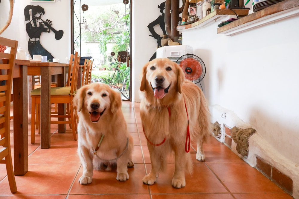 彰化田尾｜綠海咖啡館。寵物友善餐廳、彰化田尾景觀餐廳、花園餐廳、下午茶、異國美食、秘境咖啡廳