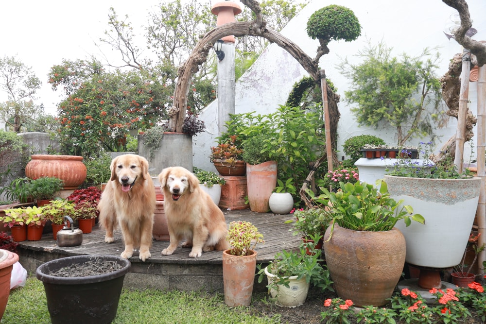 彰化田尾｜綠海咖啡館。寵物友善餐廳、彰化田尾景觀餐廳、花園餐廳、下午茶、異國美食、秘境咖啡廳