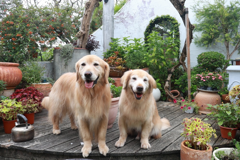 彰化田尾｜綠海咖啡館。寵物友善餐廳、彰化田尾景觀餐廳、花園餐廳、下午茶、異國美食、秘境咖啡廳