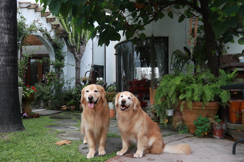 彰化田尾｜綠海咖啡館。寵物友善餐廳、彰化田尾景觀餐廳、花園餐廳、下午茶、異國美食、秘境咖啡廳